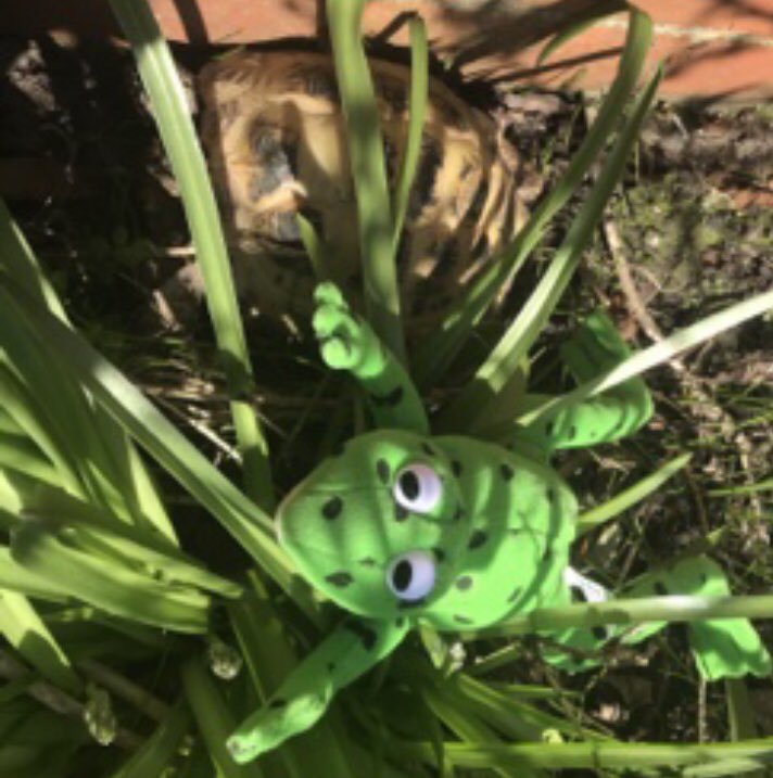 roscoeprimary26's tweet photo. Can you spot Fred the frogs friend sitting next to him? #wheresFred @PaulHow60859525 ๐ธ ๐ข ๐ฅฐ https://t.co/gO4m7FGcMY