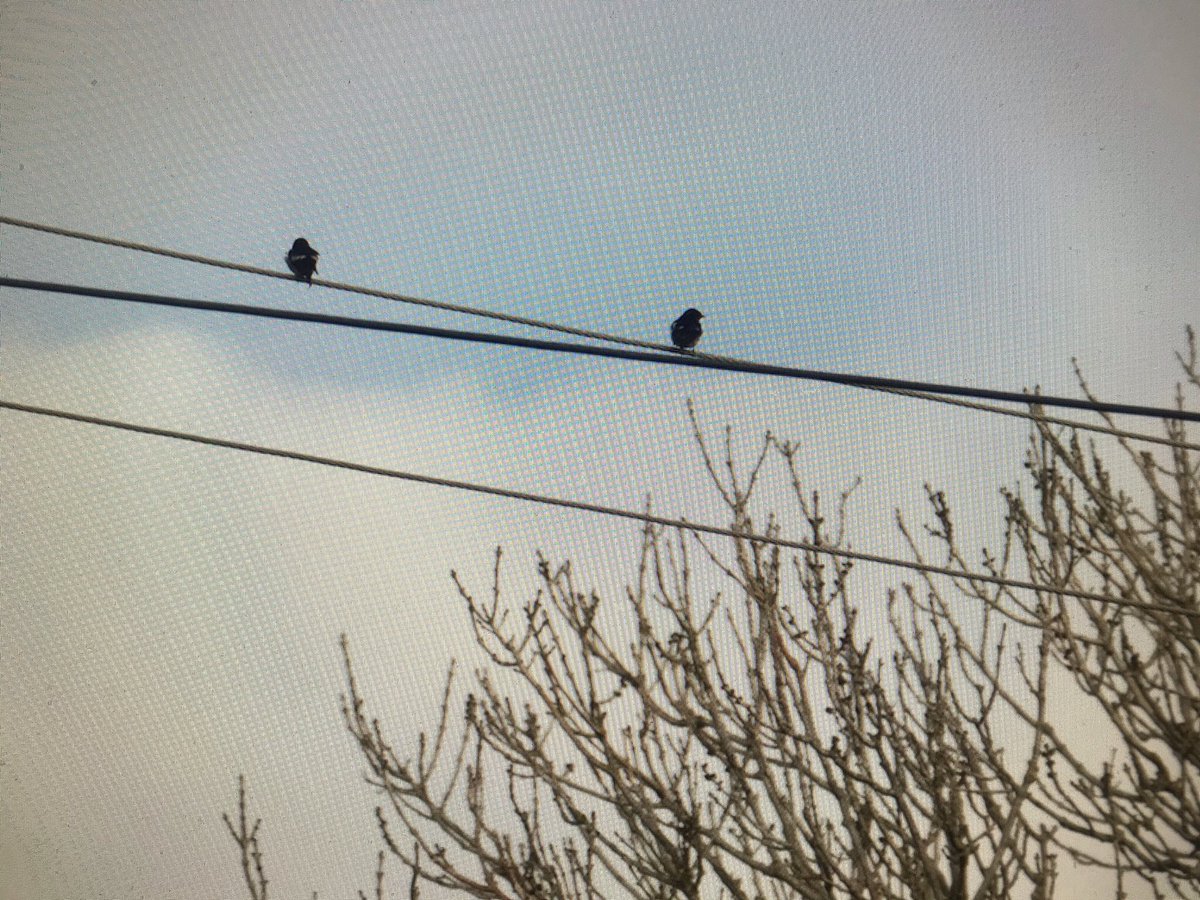 Swallows on the wires yesterday. VERY early.