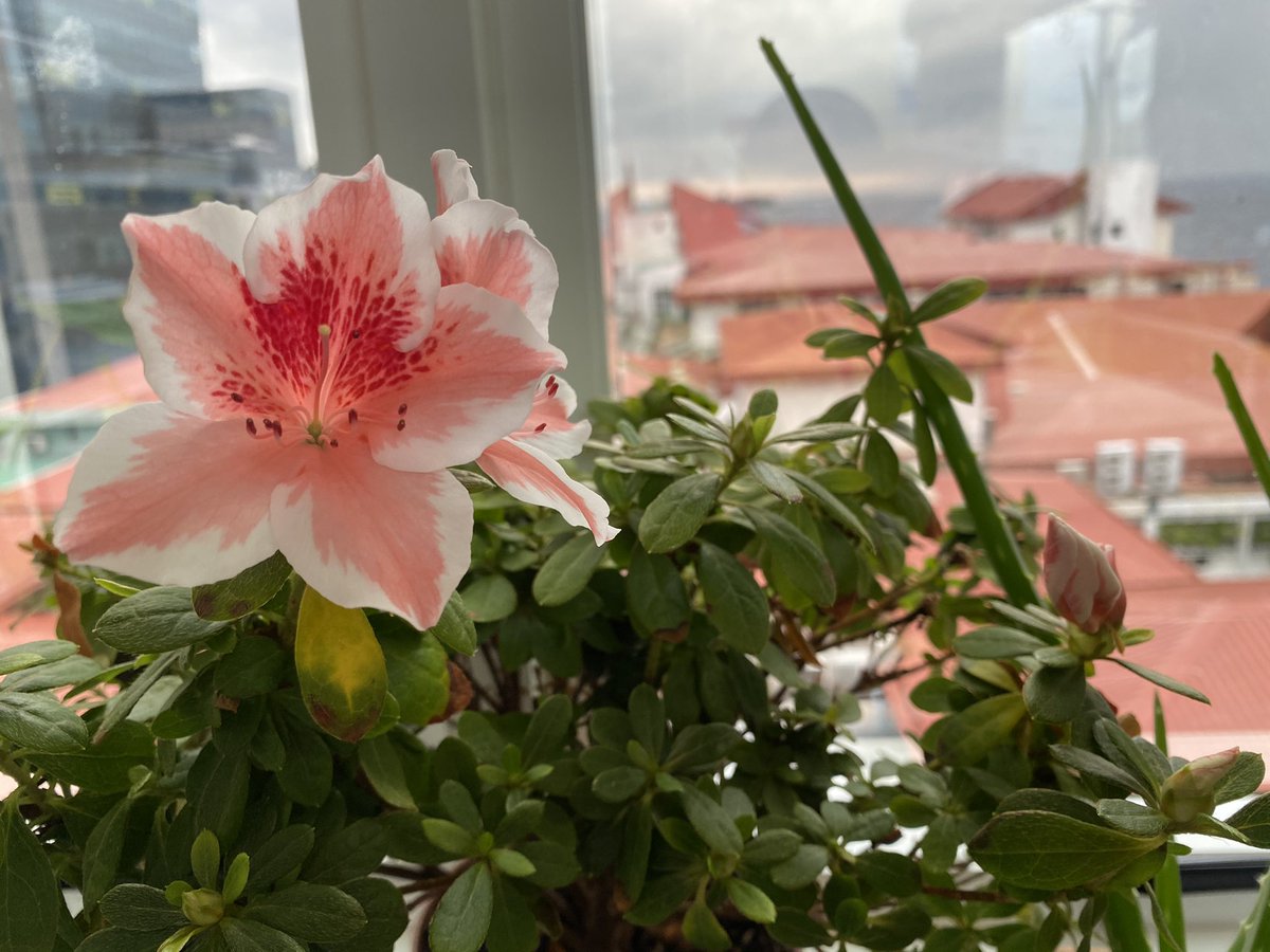 NashfaIbrahim11's tweet image. Natural flower 🌸 🌺 #IGMH #Hiyala