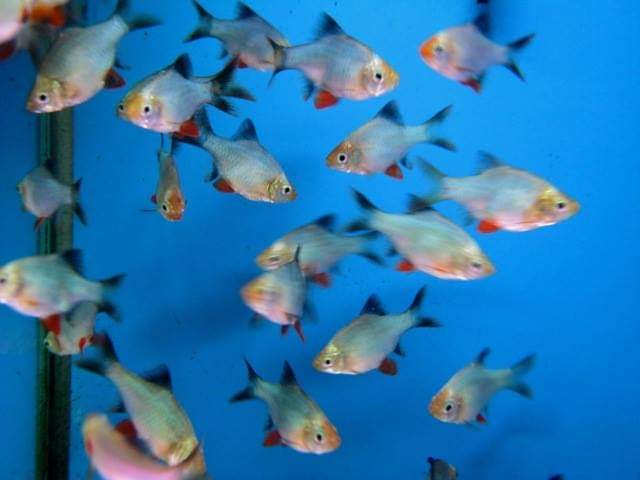 wft0213's tweet photo. 白金藍四間(3~4cm)
山水水族官網
https://t.co/2I10Sw04KI

#魚缸訂做 #魚缸造景 #魚缸 #觀賞 #觀賞魚 #水族 #熱帶魚 #水族館 #水族馆 #水族箱  #水族用品 #水族用品店 #魚種  #紅龍 #血紅龍 #古代魚 #烏龜 #異型 #觀賞魚水族 #觀賞魚缸 #水生生物 #kaohsiung #taiwan #高雄 #台灣 #左營 https://t.co/BihEA7CD7l