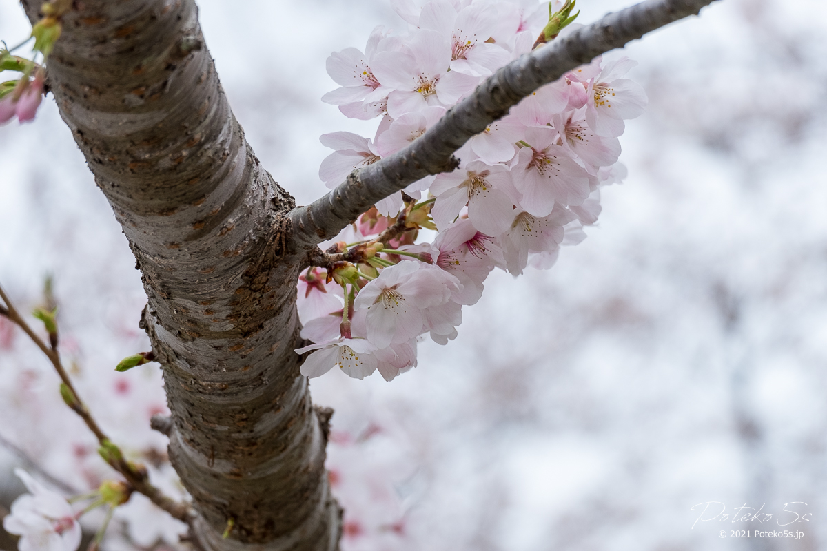 poteko5s's tweet photo. 桜

#xt2 #xc50230 #fujifilim #写真撮ってる人と繋がりたい #桜 #ファインダー越しの私の世界ᅠ https://t.co/1338xulnsT