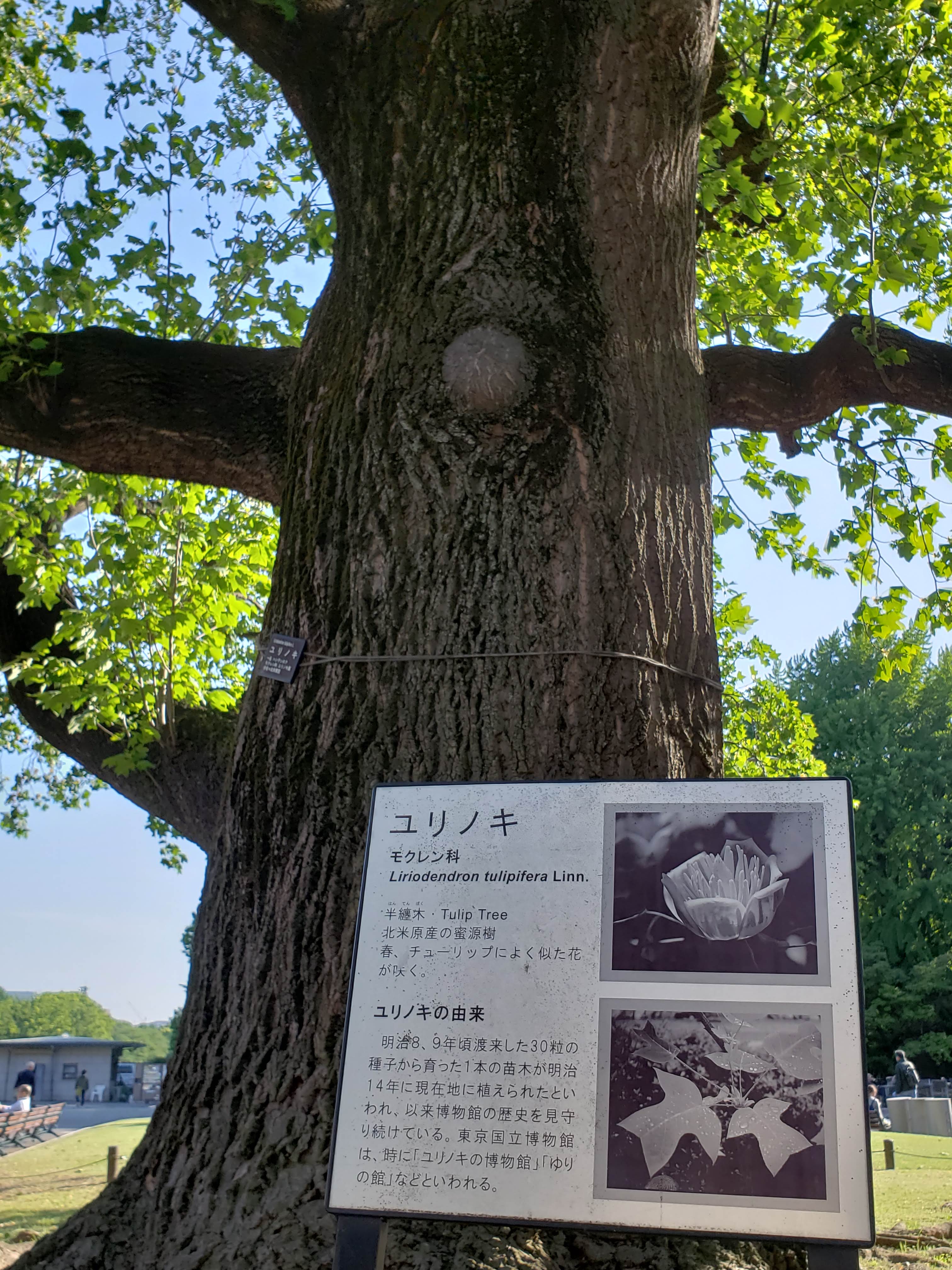 تويتر コロコロ على تويتر 科博 メタセコイア展 明日4 4まで クジラの横にも植えられていました 刺さる人には刺さる展示 T Co Kxlzcehsqb