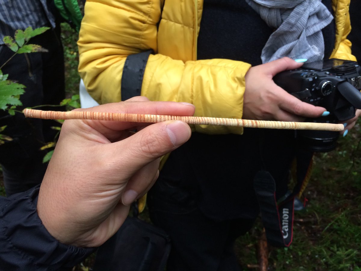DarrenMcLean_uk's tweet photo. Northern Russia, 2017. 

A conservation carpenter was demonstrating how to ascertain the age of a tree by using a corer. 

Pleasingly, these forests are well managed, with restrictions on what can be felled. https://t.co/flS2dGpzYw