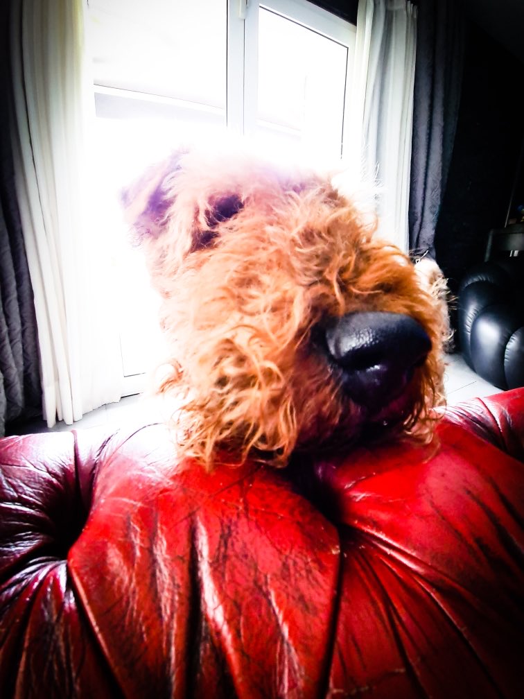 MelodyNelson06's tweet photo. Emile ♥️🐾😘 One of the nicest dogs in the world 💫❣️ https://t.co/rVlpYIoDSc