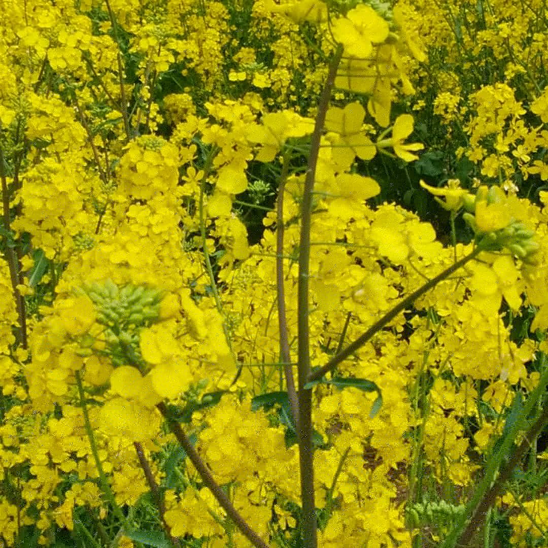 yumehitachi's tweet photo. 今、諸沢地区も春の花園真っ最中です。
#常陸大宮 #春の花 https://t.co/2YVCerFDF6