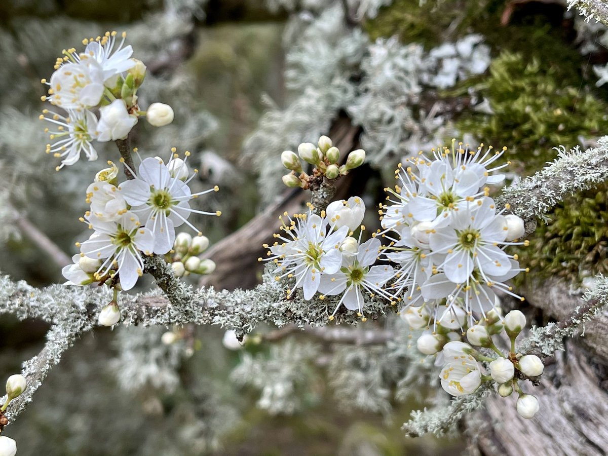 janestokes13's tweet photo. Wonderful to see the Hawthorn blossom out now https://t.co/o6UFQLIXir