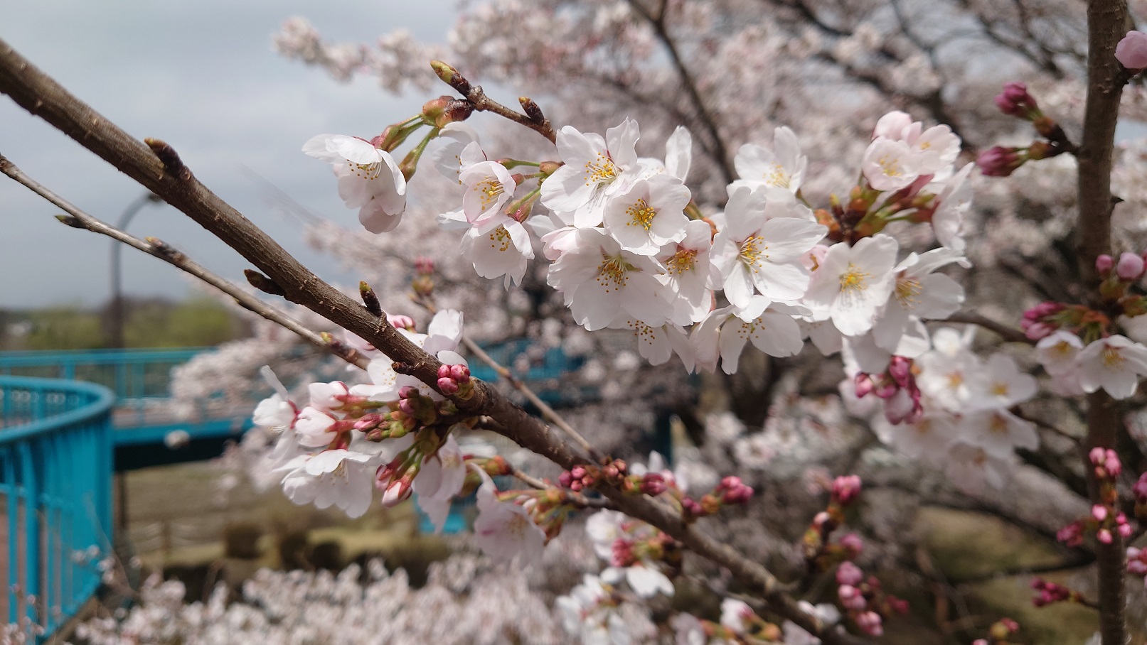 旅好きなあなたに届ける 車泊旅行記 桜の名所巡り その１ 栃木県の那珂川河畔公園 黒磯公園 那珂川河畔公園の桜本数は約250本 黒磯公園の桜本数は約230本 合わせて約480本のソメイヨシノやサトザクラ 八重桜 等が楽しめます 車泊旅行記 車中泊