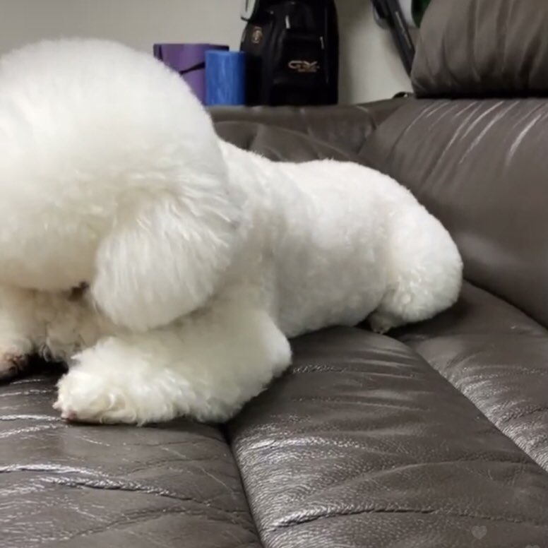WINDHIRSCH0412's tweet photo. 비비야🥺 https://t.co/p82mUzmxLe