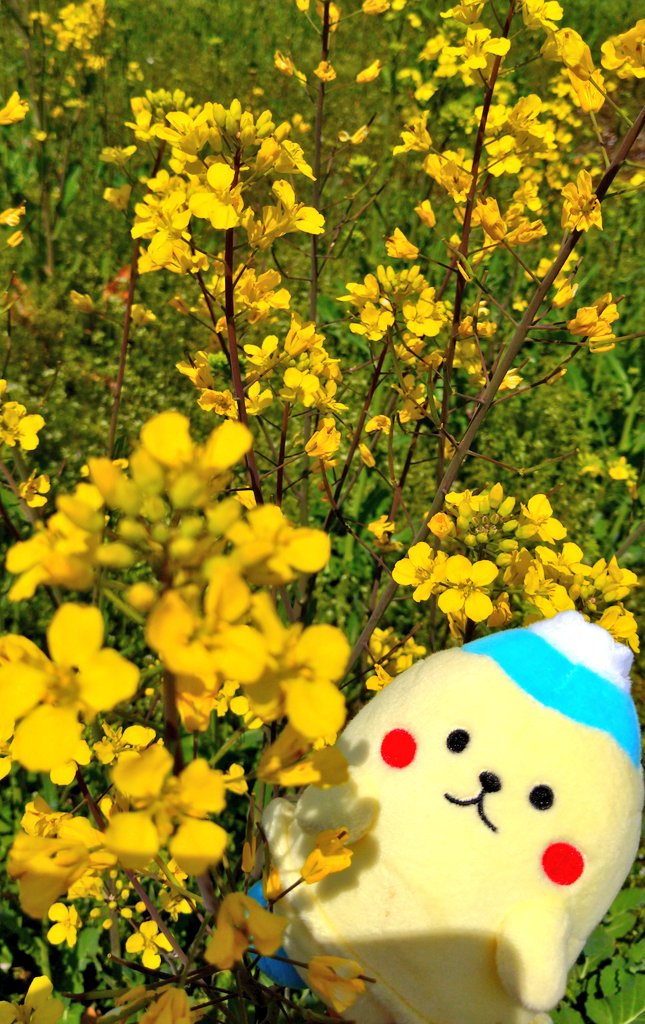 #裾野市 のゆるキャラ #すそのんさんぽ
天気も良いから、気持ちいいのん🌸(｡•ㅅ•｡)🌸