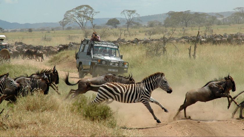 Wildebeests & Zebras
:
:
@Ziongatesafrica 
#WildlifeSafaris #Africa