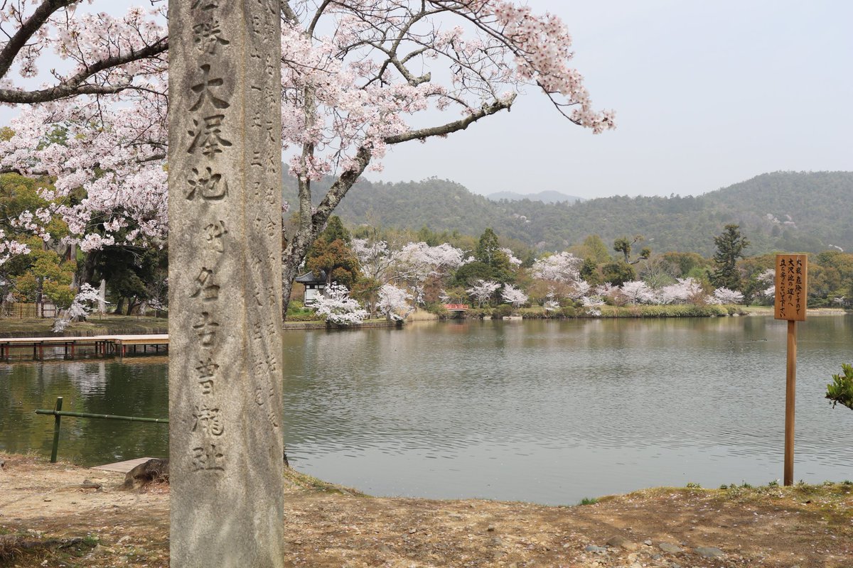 キーちゃん110 大覚寺にも行きました ここは大沢池の庭園 大沢池の周りに桜が一面に咲いて素晴らしかったです 大覚寺 大沢池 桜