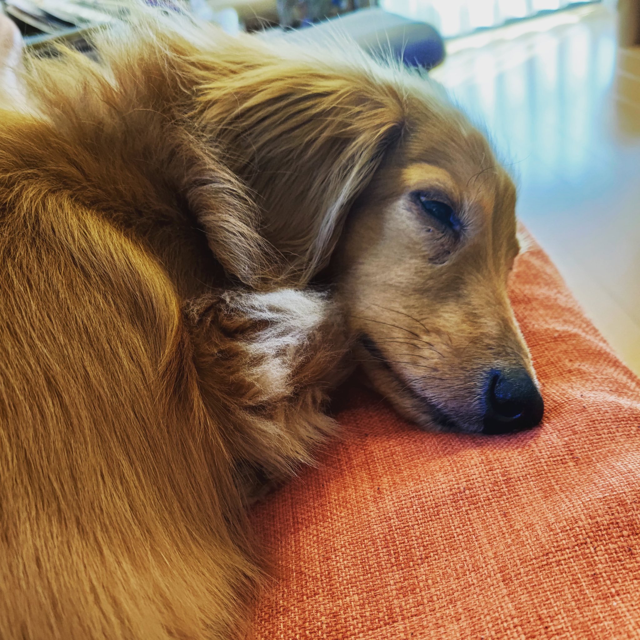 ピカハウス 半目で寝てる我が愛犬 犬のいる暮らし 眠い犬を貼る 短足部 半目 T Co Nx2vk6q6rf Twitter