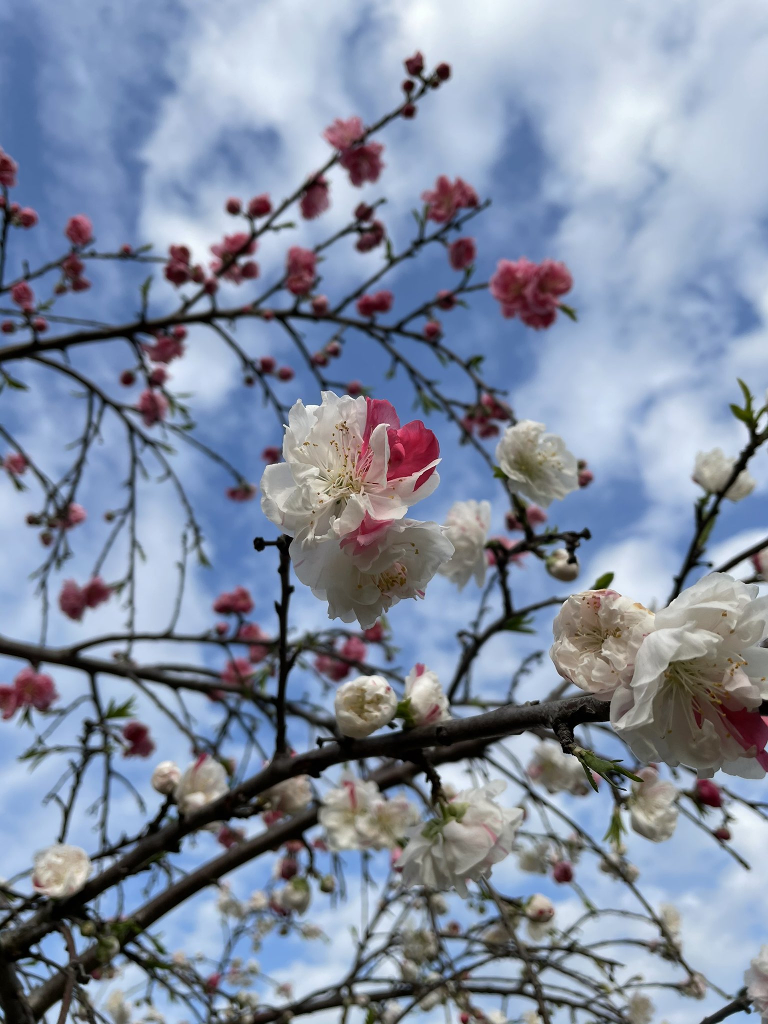 تويتر 末次由紀 2 10ちはやふる48巻発売 على تويتر 梅の花の 源平咲き に会いました 一つの梅の木に紅白の花 が咲くのは アントシアンという 赤い花が咲く 色素がうまく働かない場合 白い花 が咲くのだと ピンクじゃなくて ほんとに紅白の花びらが混在するので