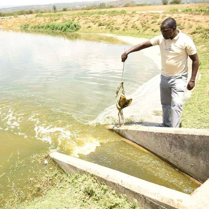 NationAfrica's tweet photo. In Lake Nakuru, the smell of death has replaced the magical pink of flamingoes

https://t.co/uxLYUxbysv https://t.co/yE7vPt2cGm