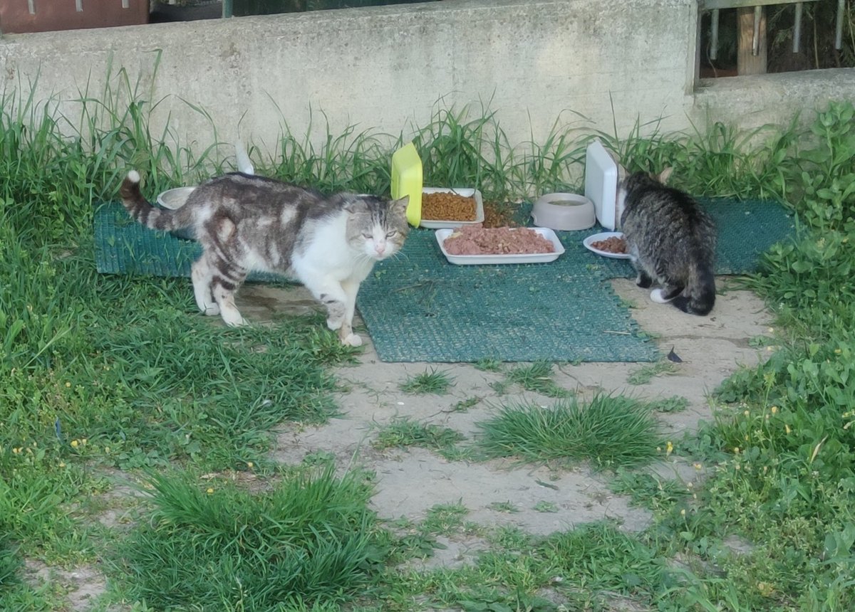 EStradini's tweet photo. pasqua migliore senza pulci ai nostri gatti 
Chi volesse aiutarci tramite Amazon o anche solo con euro ci farebbe una cortesia 🌼🌺🌸 https://t.co/eCG9HHXpyb