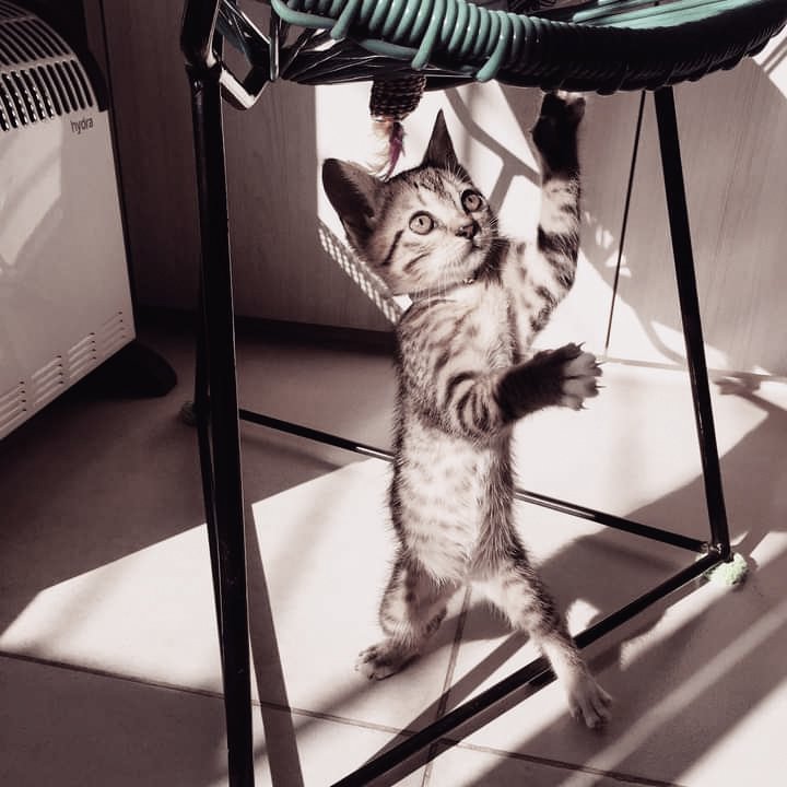 NataPreziosi's tweet photo. Oli: Una de las gatitas que rescaté con serios problemas de piel y hoy tiene una vida soñada de princesa. En mi Instagram NataPreziosi pueden leer su historia completa.
#Consciencia #AdoptaNoCompres #CatLover #BuenSabado https://t.co/e6Nie7Cy1r