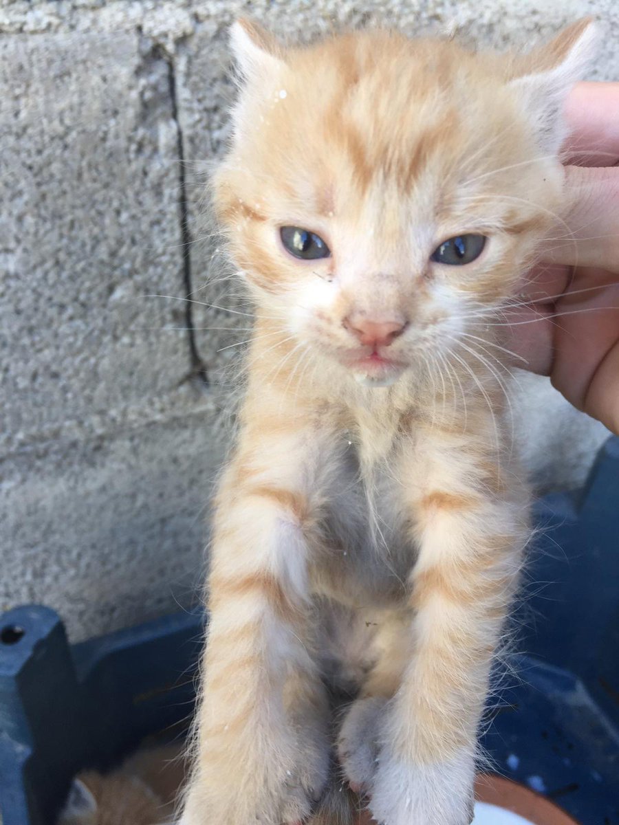 tursiko's tweet photo. Lütfen paylaşım destegi verin durumlari acil. Şimdi daha önce duymadigim bir şey yazacağım tüylerim diken diken,öncelikle bu çocukların hepsi yuva arıyor, yer #urfa burada kedileri hep fare yapışkanıyla yapıştırıp öldürüyorlarmış bu kalan dörtlü çocuğu kurtaralim 
Num:05446323582 https://t.co/VxBN5zFyAe