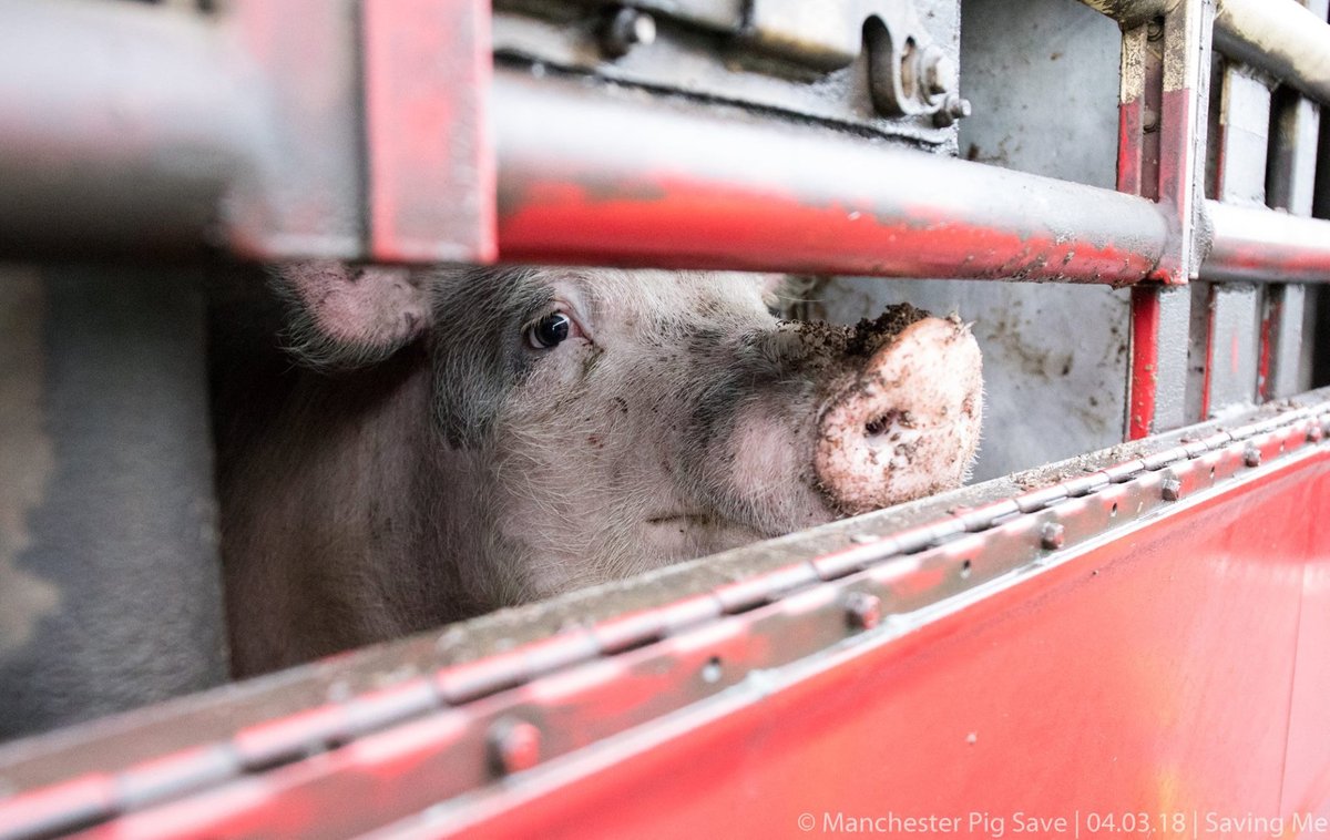 veganfuture's tweet photo. Dreaming of freedom, this pig is on the way to a slaughterhouse | Stop the killing. Go Vegan https://t.co/FvYZDUxVNb