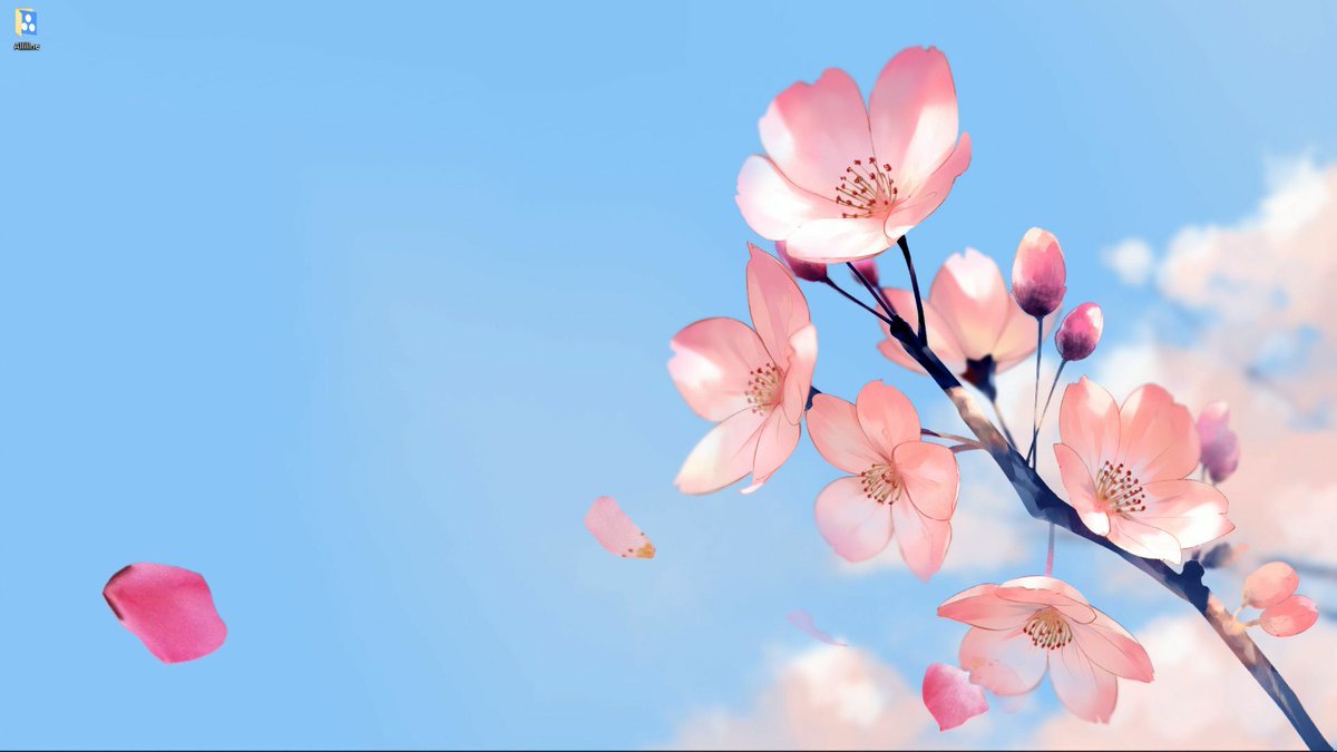 Сакура живые обои. Цветы Сакуры. Сакура фон. Сакура на фоне неба. Ветка Сакуры на голубом.