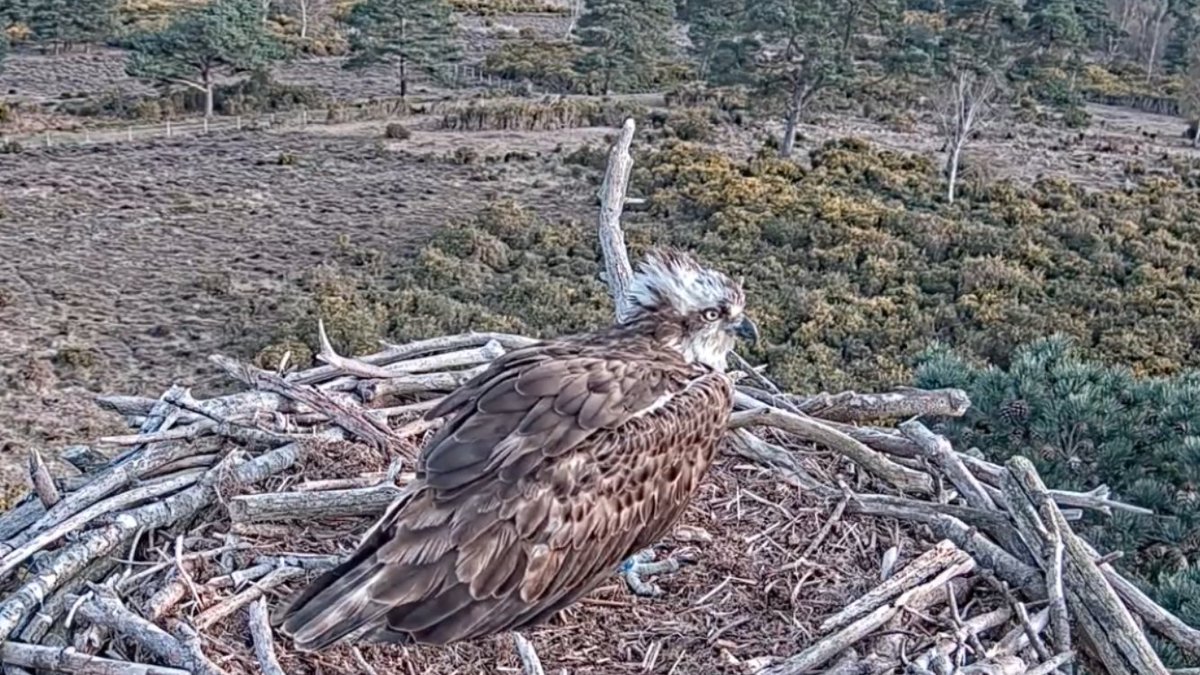 harbourbirds's tweet image. With CJ7&apos;s safe return now confirmed and a hoped for breeding attempt some time in the (near)? future, we&apos;d like to say a HUGE thank you to PID security systems for donating several security units which were deployed last week. Excellent! @DorsetBirdClub @BirdGuides