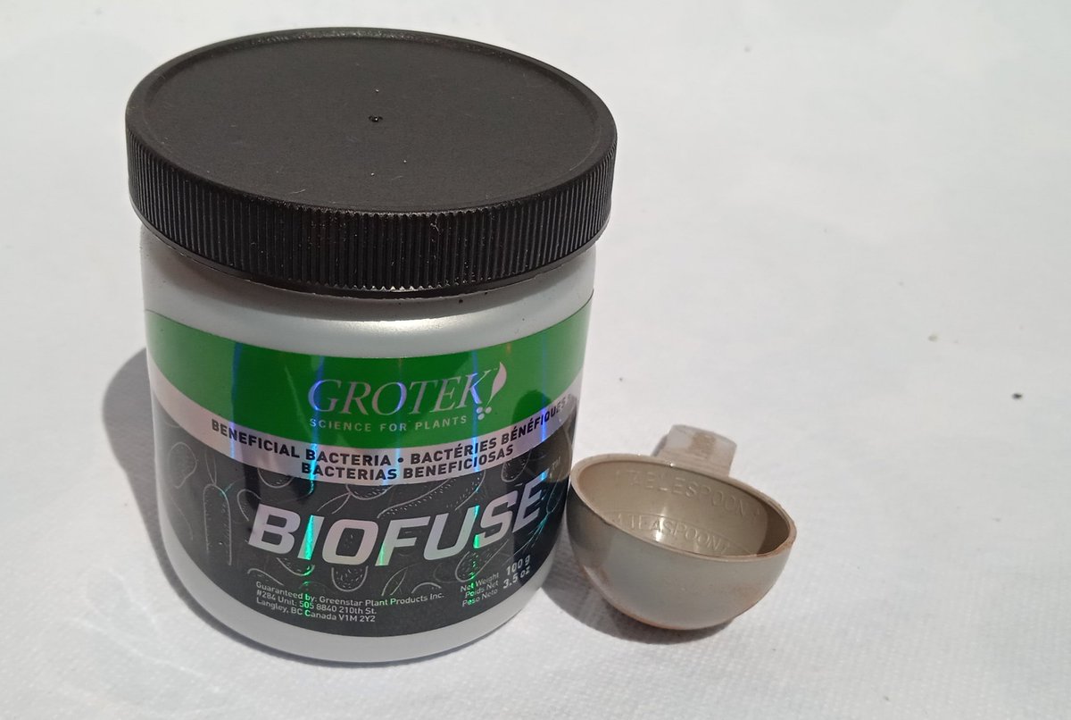 actuacannabis's tweet photo. 🌞☁️ Vamos a la 3ra semana de estas @KannabiaSeeds y con esa expansión de raíces decidimos pasarlas a maceteros de 7l ⚡🌱 como extra aplicamos 1,5gr por Litro de sustrato con #Biofuse de @GrotekNutrients⚱️Un aporte de #Bacillus en raíces para la sinergia #orgánica 💚🌳 #Cannabis https://t.co/Dh10SmR68f