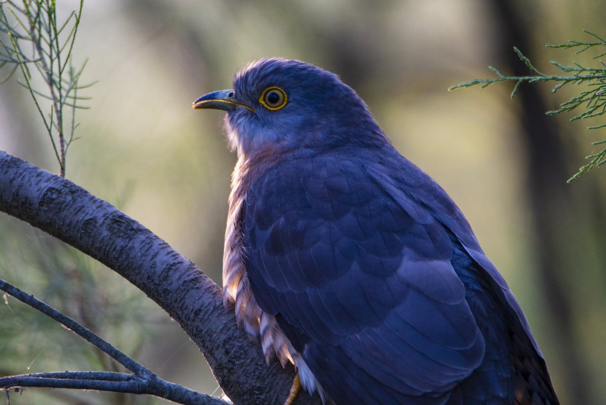 ceesdindia's tweet photo. #BirdPortraits of #steppeeagle and #commonhawkcuckoo
#IndiAves https://t.co/VeXmSPuILb
