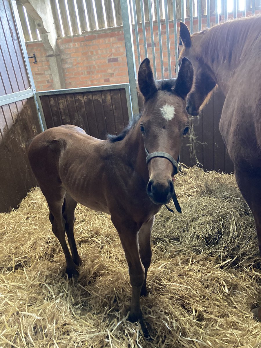 BeswickBrothers's tweet photo. Our Time Test colt giving his best impression of the Easter bunny π° #lookatthoseears #TimeTest #excitingcolt #beswickbloodstock https://t.co/jqDOhBzEhd