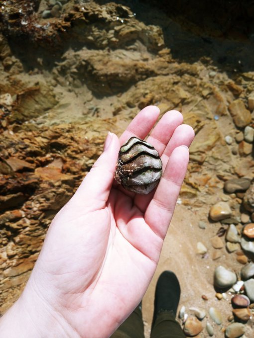 Anybody know wtf this thing is????? Found in Port Elizabeth South Africa. #Seaspiracy #FOUND #wtfock<a href="/tag/found"class="tags"><span>#found</span></a><a href="/tag/wtfock"class="tags"><span>#wtfock</span></a><a href="/tag/seaspiracy"class="tags"><span>#seaspiracy</span></a>