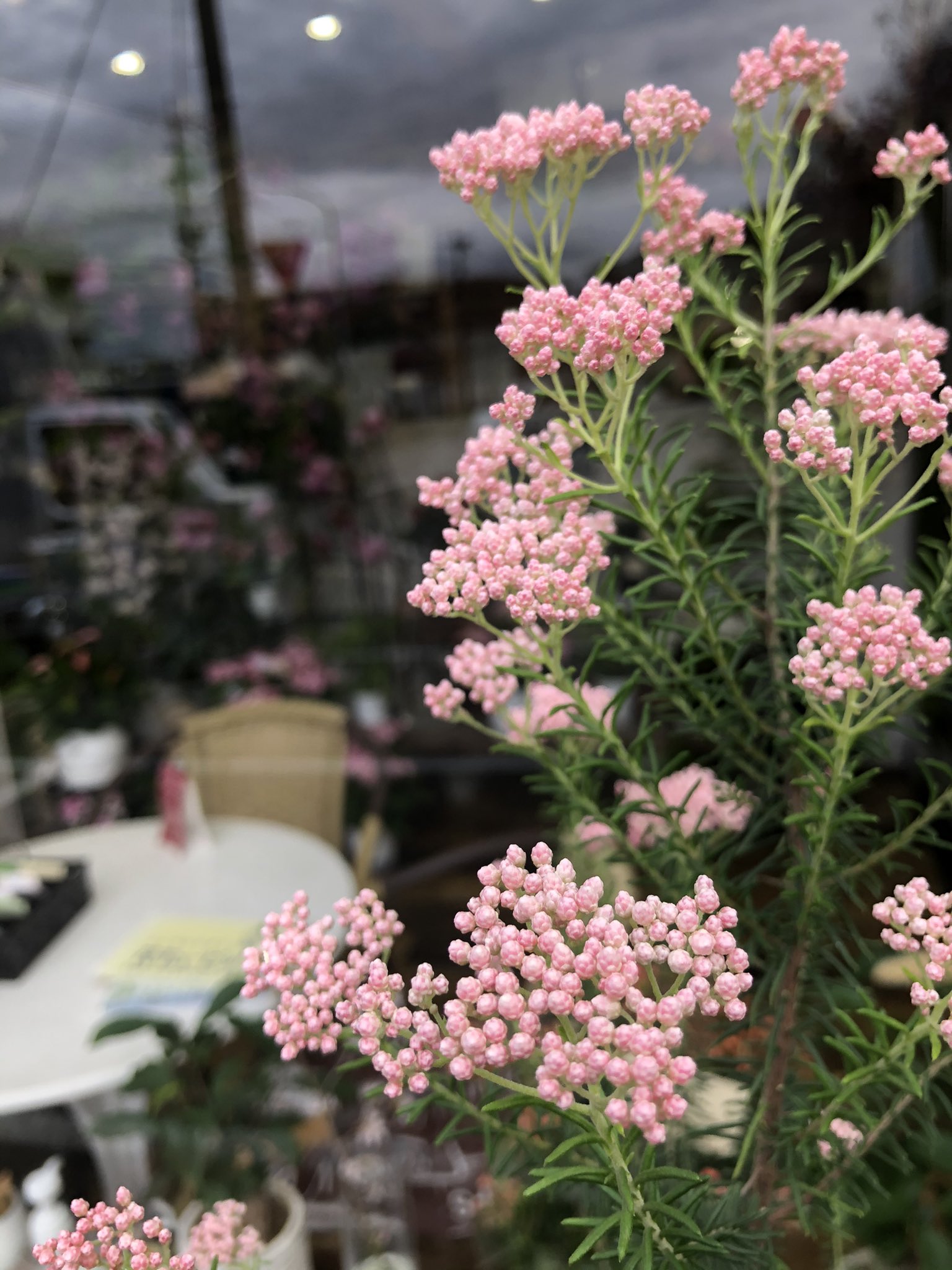 Flower Shop Hanayuri お店の小さな花壇に ライスフラワーが咲いてきました 大野城市 花屋 春日市 筑紫野市 太宰府市 福岡花屋 花ゆり フローリスト T Co Tpuqbu5kjz Twitter