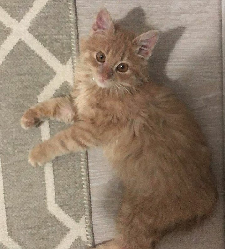 Trendyoldan alışveriş yapacak olan var mıı? Trendyoldan alacağınız şeyleri bana yazıyorsunuz ve bende onları arkadaşıma atıyorum. O da koleksiyon oluşturuyor ve sizde almak istediklerinizi  oradan alınca Havuç'a destek olmuş oluyorsunuuz.🐾 İnstagram: esrapekesen