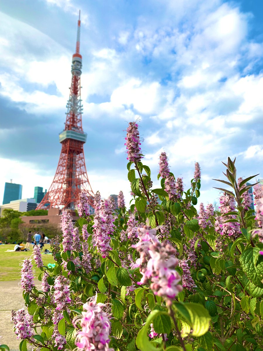 東京タワー🗼の周りがカラフルになってきました☺️✋🏻