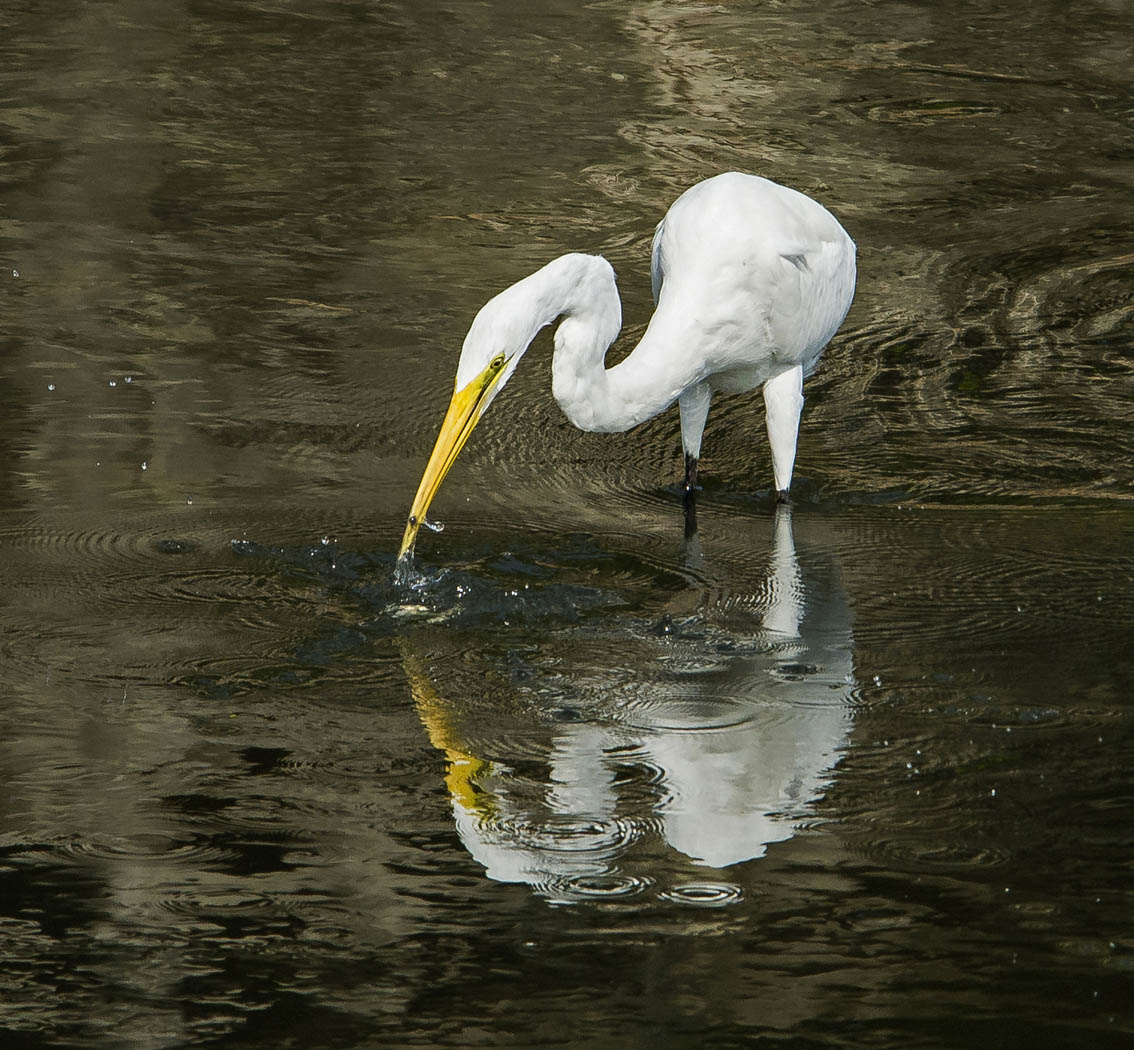 donfmchugh's tweet image. Reflection of the Day