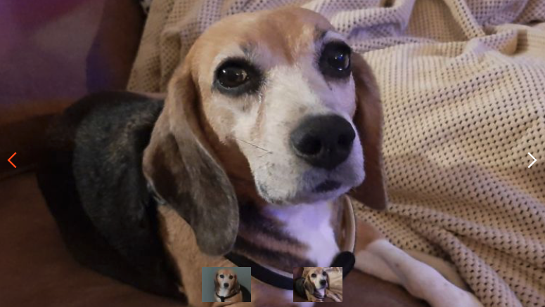 Dierbescherming's tweet photo. #ikzoekbaas Ex-lab Beagle Kaatje https://t.co/kKdGJOfcKV.

Ze heeft 8 jaar gewerkt als fokteefje in een lab en geleefd in een kennel met een groepje andere beagles. Ze vindt het leven buiten het lab nog erg spannend.

Zoekt rustig huis met geduldig baasje. Jij? https://t.co/jVGDO2jjqL