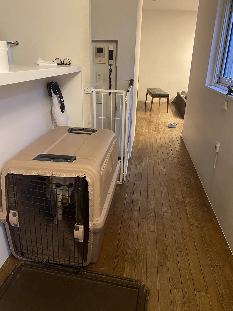 帰宅して出迎えてくれるはずの犬がハウスから出てこない！実は猫のおやつを食べてしまったのが原因なんですが、その量に驚きです！