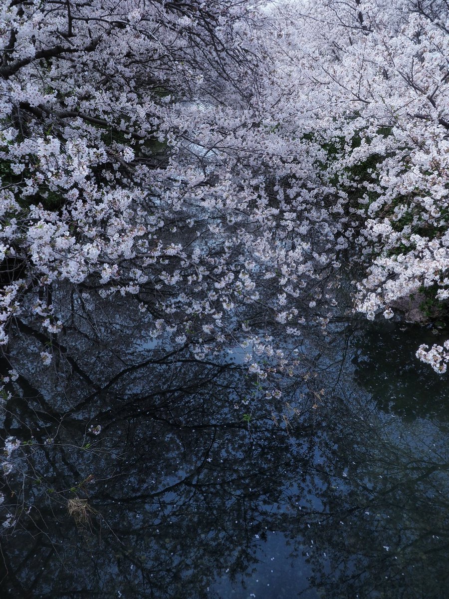 osmic9394's tweet photo. ここも毎年撮りに行く焼津の桜スポット♪
誰か通らないかと待機していたら、綺麗な春色のロードバイクが1台。
思わずお声掛けして📸
@tnknok まっきーさん、ありがとうございました。
(全縦で)
#焼津
#フォトポケ

good night…✴︎🌙.° https://t.co/oeDiqAyyuM