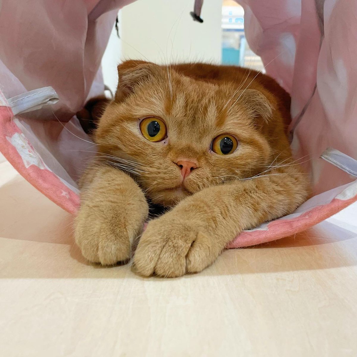 Moff Animal Cafe イオンモール成田店 Moff Narita Twitter