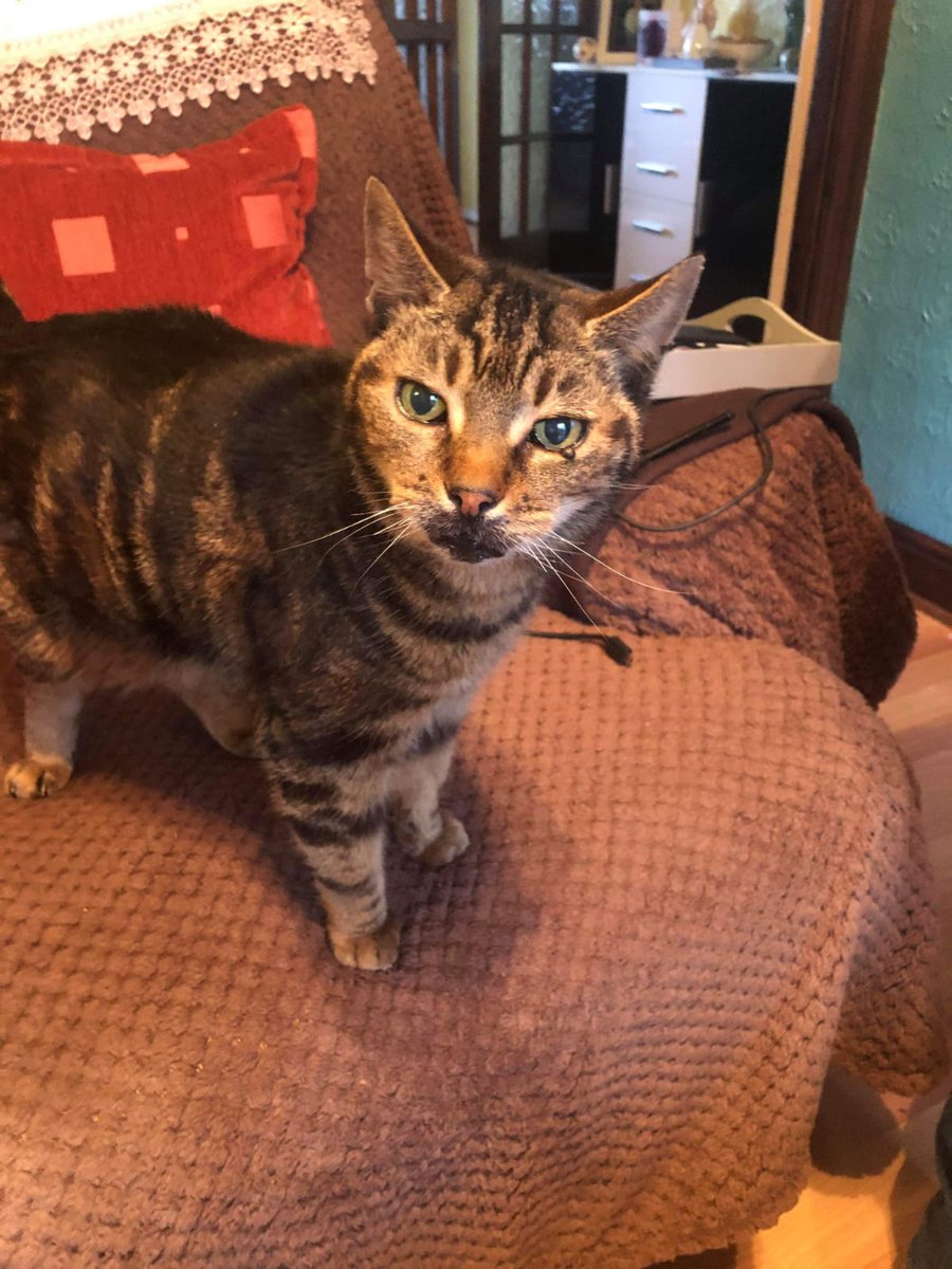 KeighleyCatCare's tweet photo. Hi all, this is Opal and she loves tuna and being brushed! She's a very chatty girl, lovely little old lady who needs a forever retirement home!
Please help us find her forever family
#Caturday #adoptdontshop https://t.co/AFOcmrxlYn