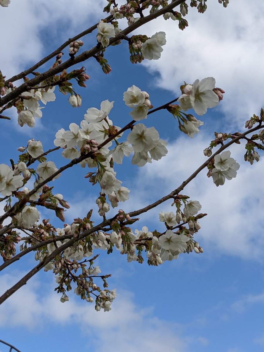 The Tai-haku blossom finally burst open that day when spring arrived. Looking good! Thanks to all of you who donated to help get them planted. Your legacy will last for many years. #HobMoor #treeplanting