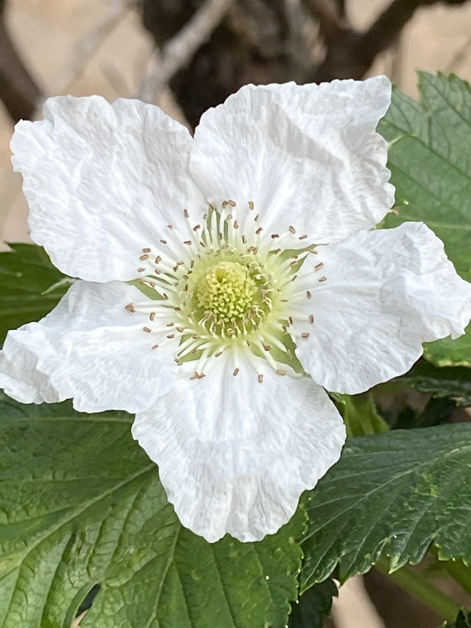 花丸花子 和紙でできた花みたいな木苺の真っ白な花が咲き始めました 木苺の実の素朴な自然な甘さ好きです 庭の花 花のある暮らし 花好きな人と繋がりたい T Co Argsl9cdbj Twitter