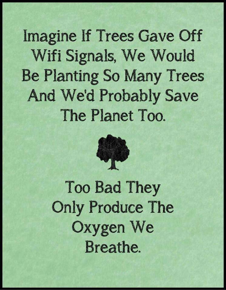 🌲 🌳