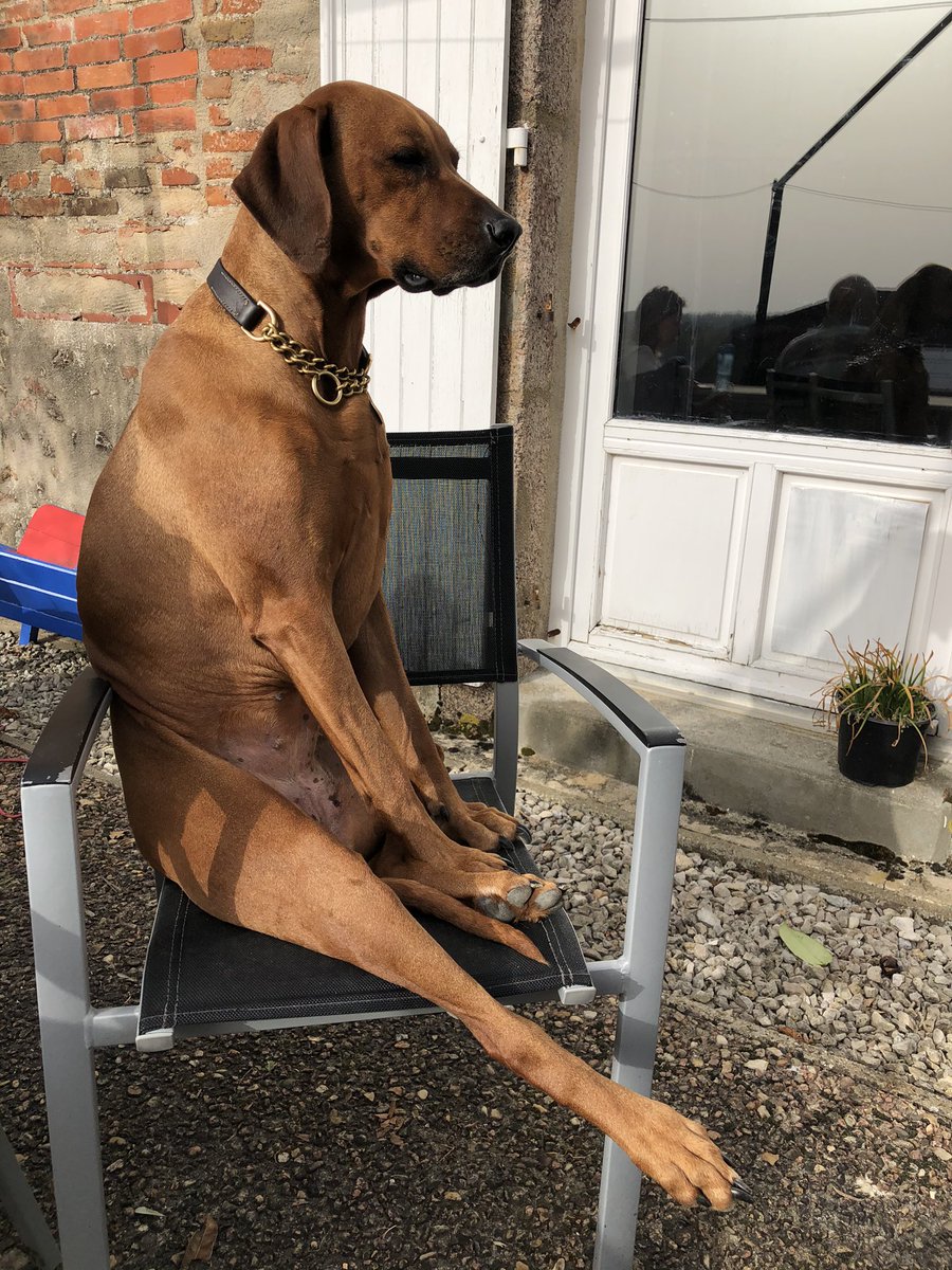 My friends over at @velogites have 2 gorgeous Rhodesian Ridgebacks. This is Lottie, she thinks she’s a human! Just look at that dainty pointed toe!!!! #dogsoftwitter