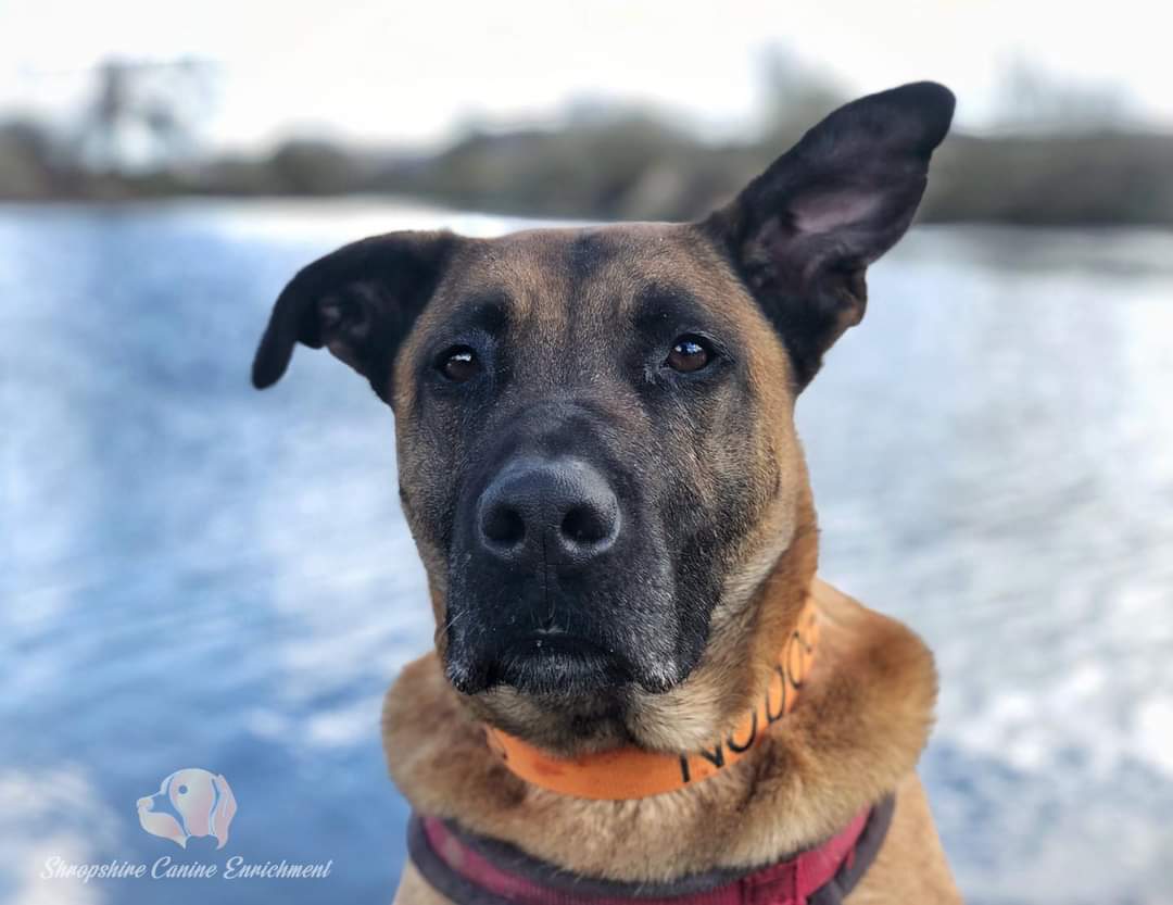 How gorgeous is Mason 😍❤️
He's in rescue at Hilbrae Dog Rescue in Shropshire and looking for an experienced forever home please. Pet and child free.
Call the kennel team on 01952 541254 for more information #Teamzay #Rescue #TeamHilbrae #ADOPT @AndLabus #AdoptDontShop #RescueDog