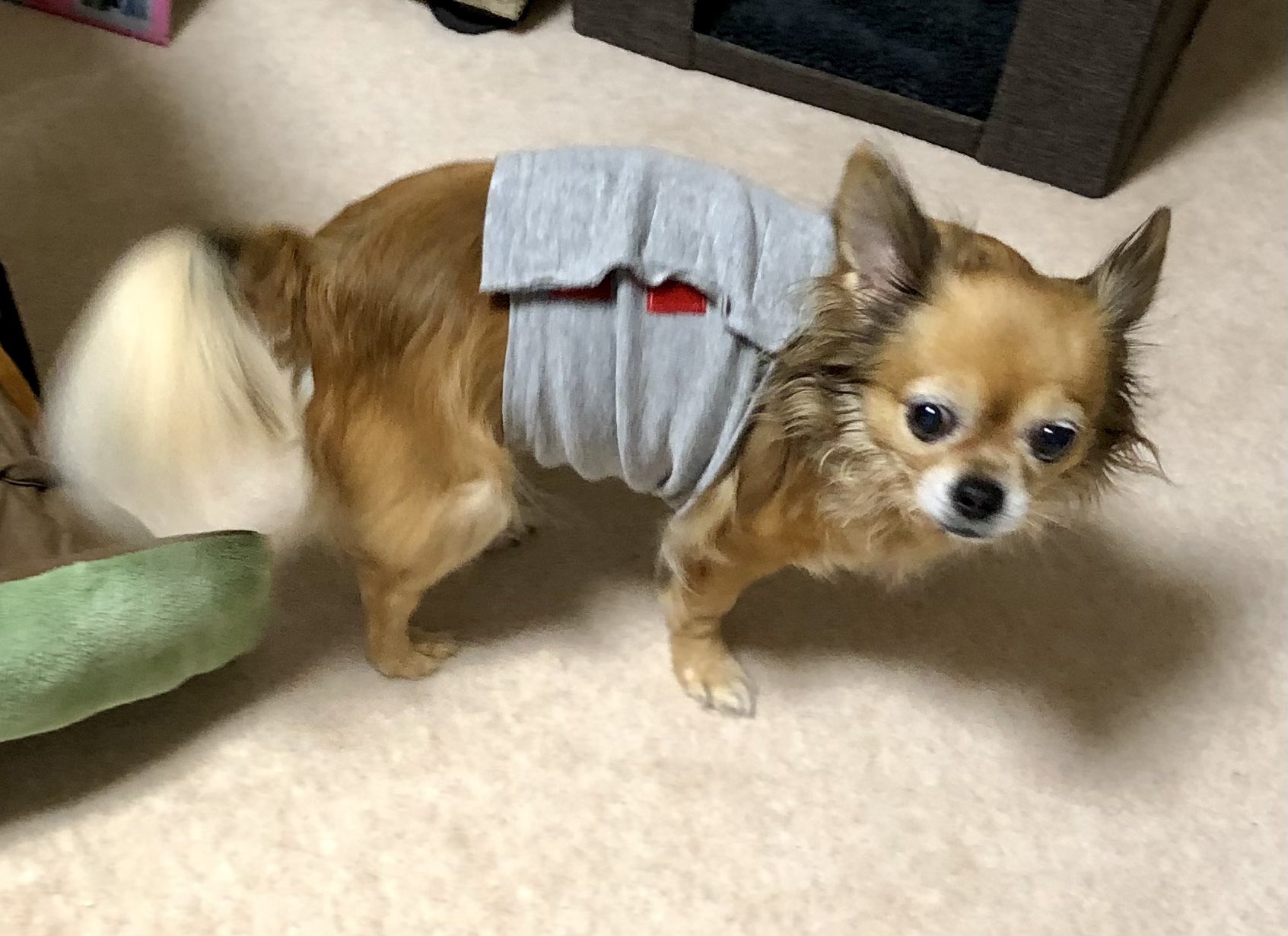 ウエダ釣具店 稚内 術後の傷口がどの様な状態になるかわからないけれど しっぽちゃんの時に使った おかーさんお手製腹巻きを貰ったワン 付けて見たワンよ しっぽちゃん曰く おかーさんの愛情いっぱいだからすぐ良くなるニャンよ だって 御守りだ ウエダ釣具店 稚内 術後の傷口がどの様な状態になるかわからないけれど しっぽちゃんの時に使った おかーさんお手製腹巻きを貰ったワン 付けて見たワンよ しっぽちゃん曰く おかーさんの愛情いっぱいだからすぐ良くなるニャンよ だって 御守りだ