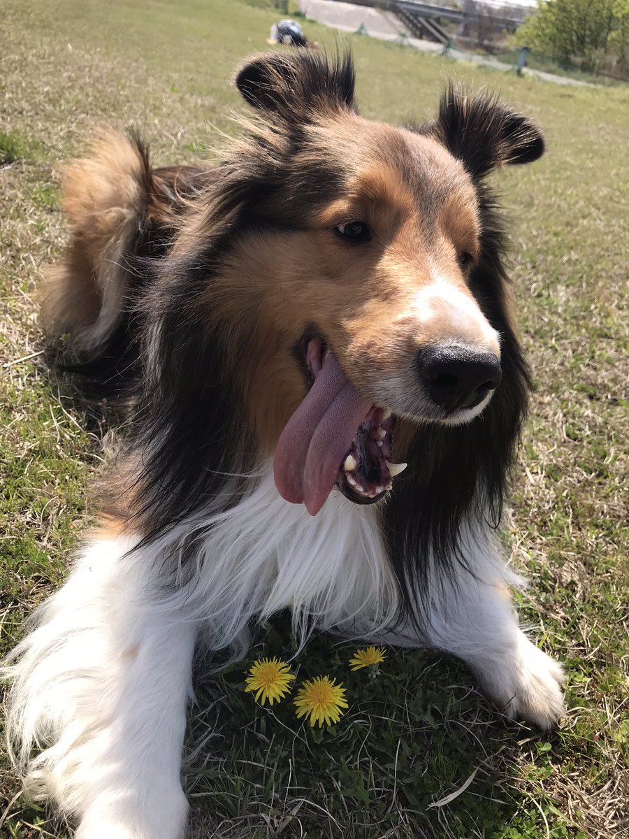 シェルティのたける 今日の散歩は暑かった ボール遊びをいっぱいしたよ 横にベロンチョなイッヌはお疲れのサイン 犬 シェルティ 犬好きさんと繋がりたい