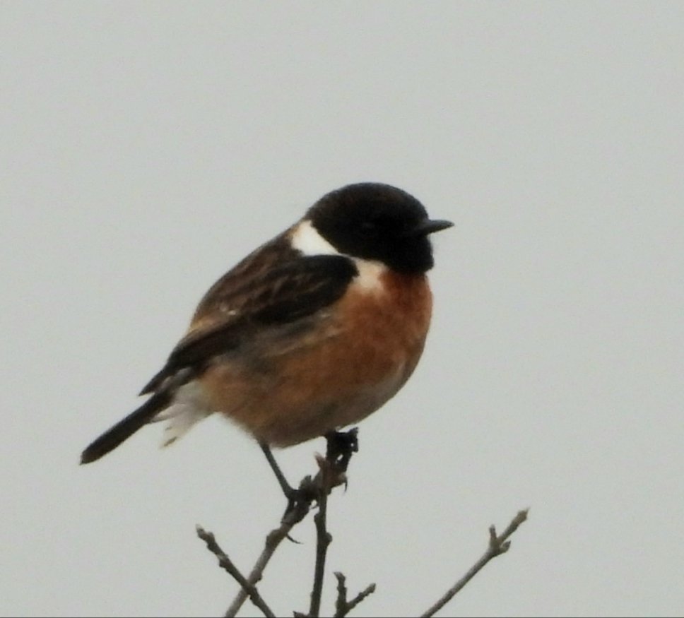 MaaikeWermer's tweet photo. Het 'wauste' van de #roodborsttapuiten in het #Fochteloerveen vanochtend vroeg https://t.co/X2jFJb4Y0X