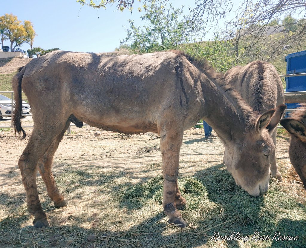 rescue_rose's tweet photo. #SweetCharlieUpdate
Charlie thanks you for your healing thoughts, prayers & support.
He asked me to show you how much his leg is improving. He's very happy that the swelling is gone & the lump is shrinking.
Sweet Charlie sends you all big hugs. 🤗
#donkeys #RescueNurtureProtect https://t.co/1MI7UvEX3a