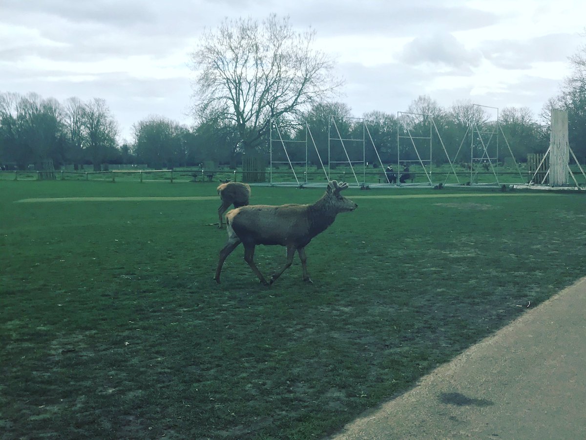 HamptHillAssoc's tweet photo. I’ve heard of #outforaduck, I’ve even heard of #cowcorner, but our deer in #bushypark want some of their own #cricket terminology or they are waiting for the season to start.
#hamptonhill #lovehamptonhill https://t.co/obrE9HT7hU