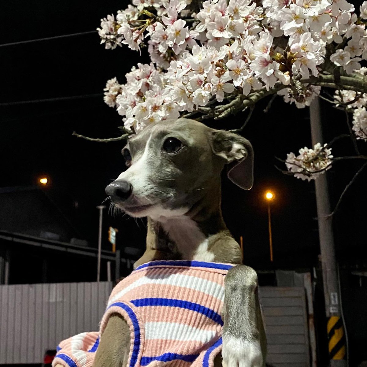 HOONY_FANCAFE's tweet photo. [#maetamongisdad IG] 210403
🔗https://t.co/3D0r1G3bRT

🌸🌸"꽃보다 남자"🌸🌸

#이오뜨 #오뜨 #HAUTE
#이승훈 #위너 #HOONY #SEUNGHOON https://t.co/R5rCLBe2ia