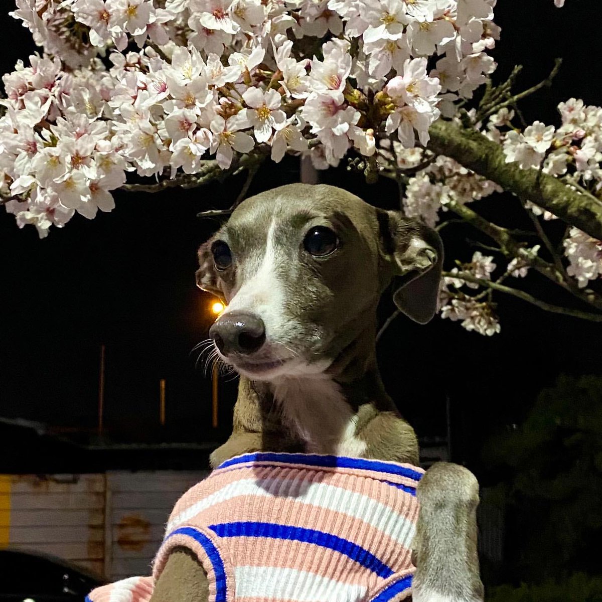 HOONY_FANCAFE's tweet photo. [#maetamongisdad IG] 210403
🔗https://t.co/3D0r1G3bRT

🌸🌸"꽃보다 남자"🌸🌸

#이오뜨 #오뜨 #HAUTE
#이승훈 #위너 #HOONY #SEUNGHOON https://t.co/R5rCLBe2ia