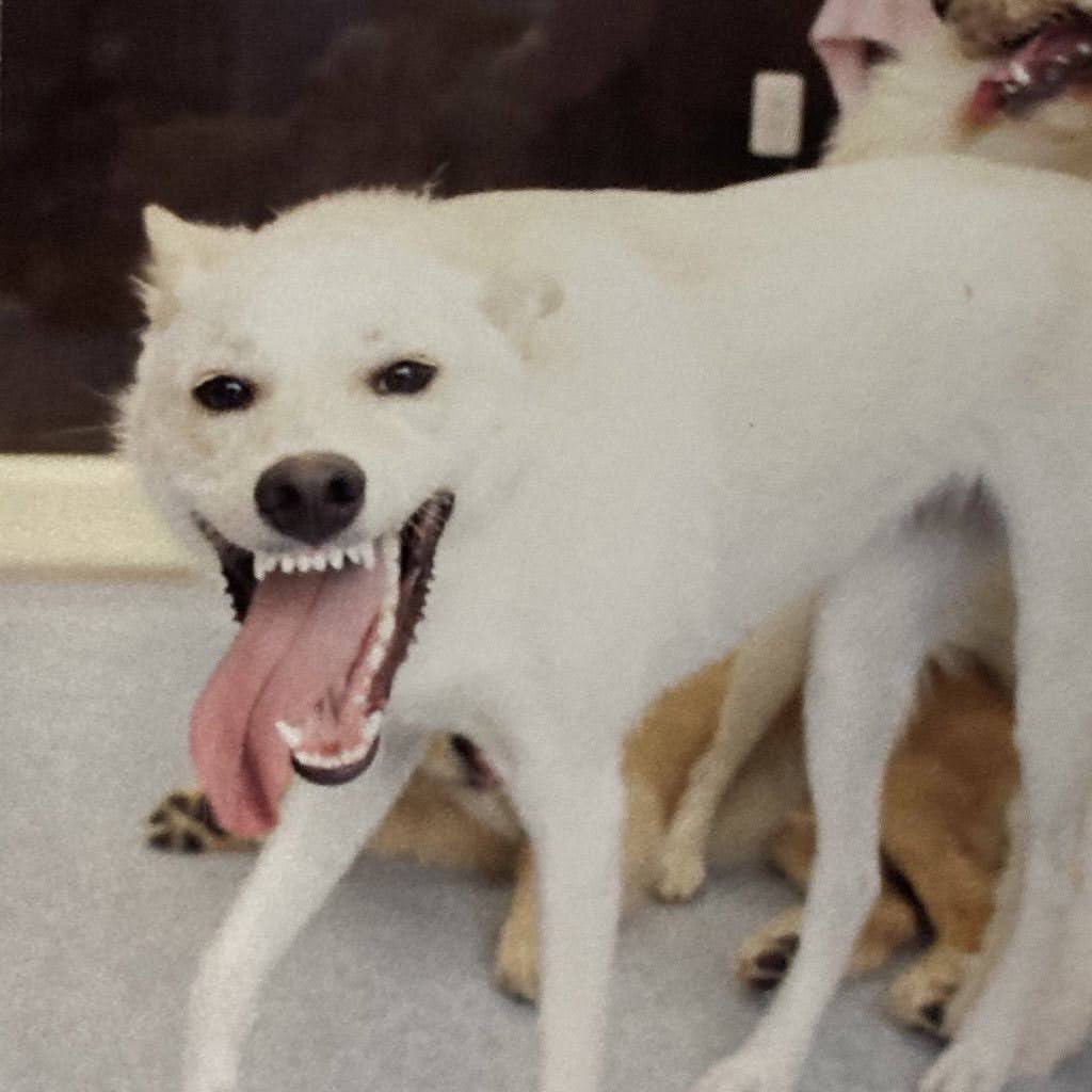 癒 いきものまとめ 自分用 Togetter